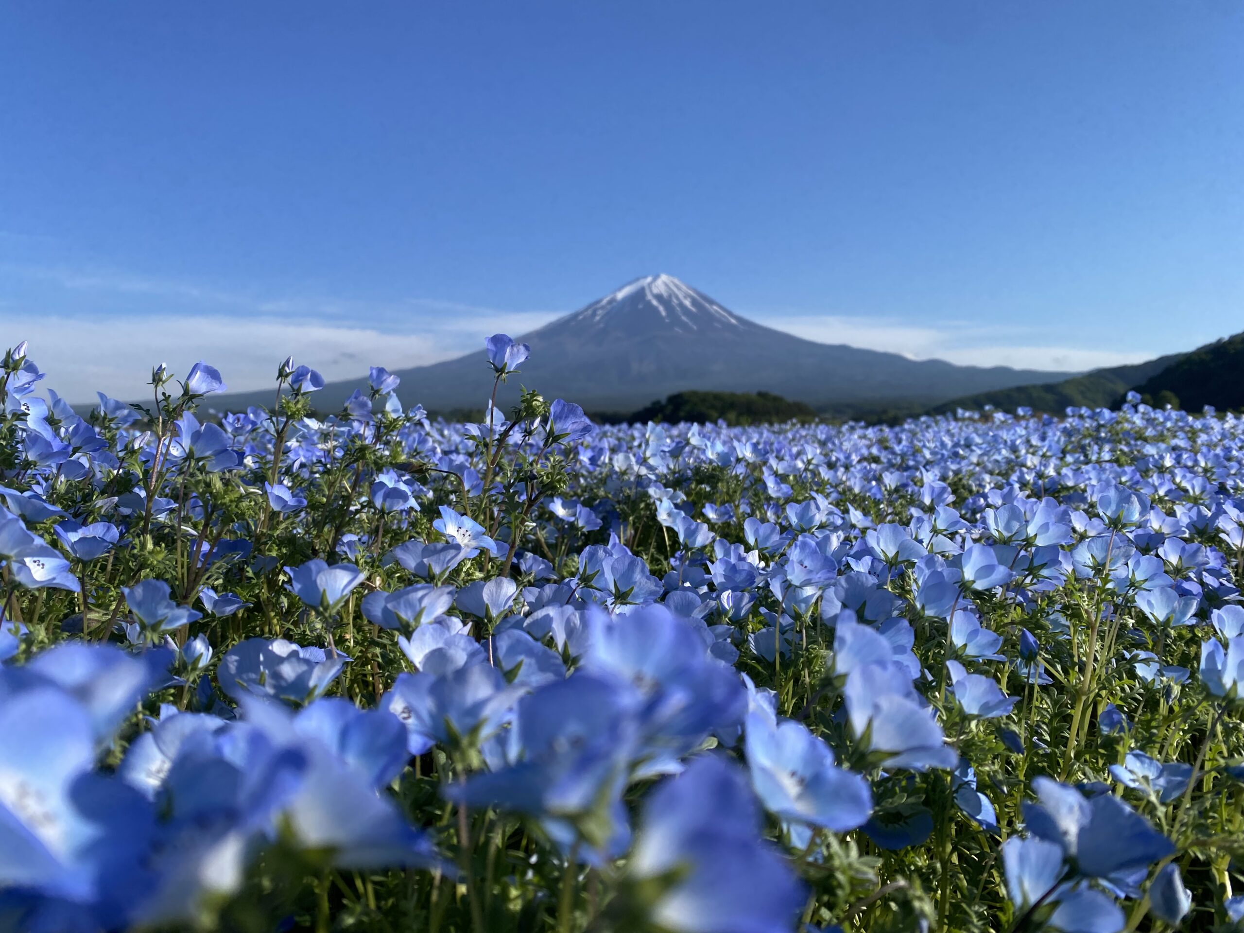 富士山河口湖私人包車一日遊 (東京出發):圖片 12
