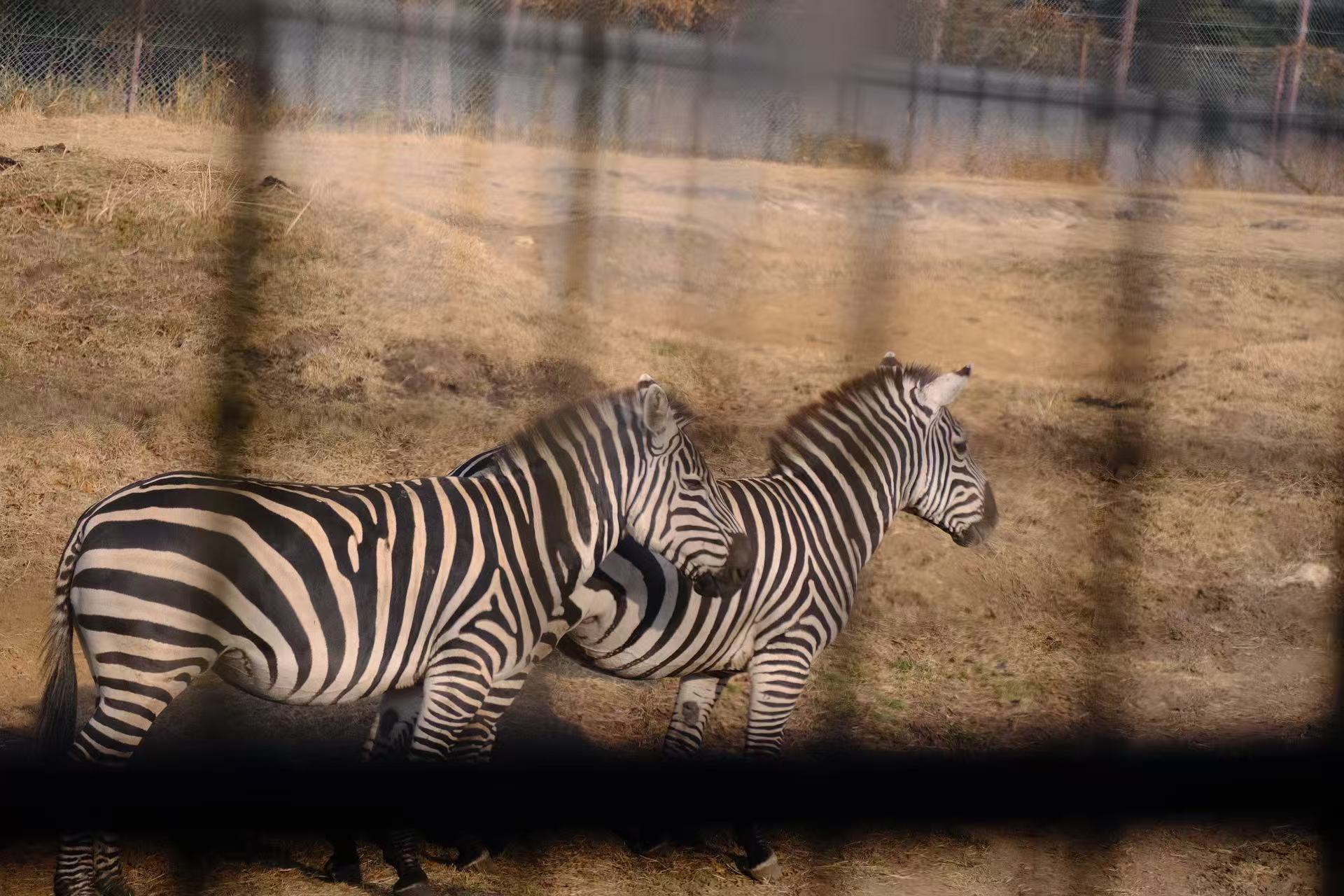 九州自然動物公園&由布院一日私人包車(福岡出發):圖片 5