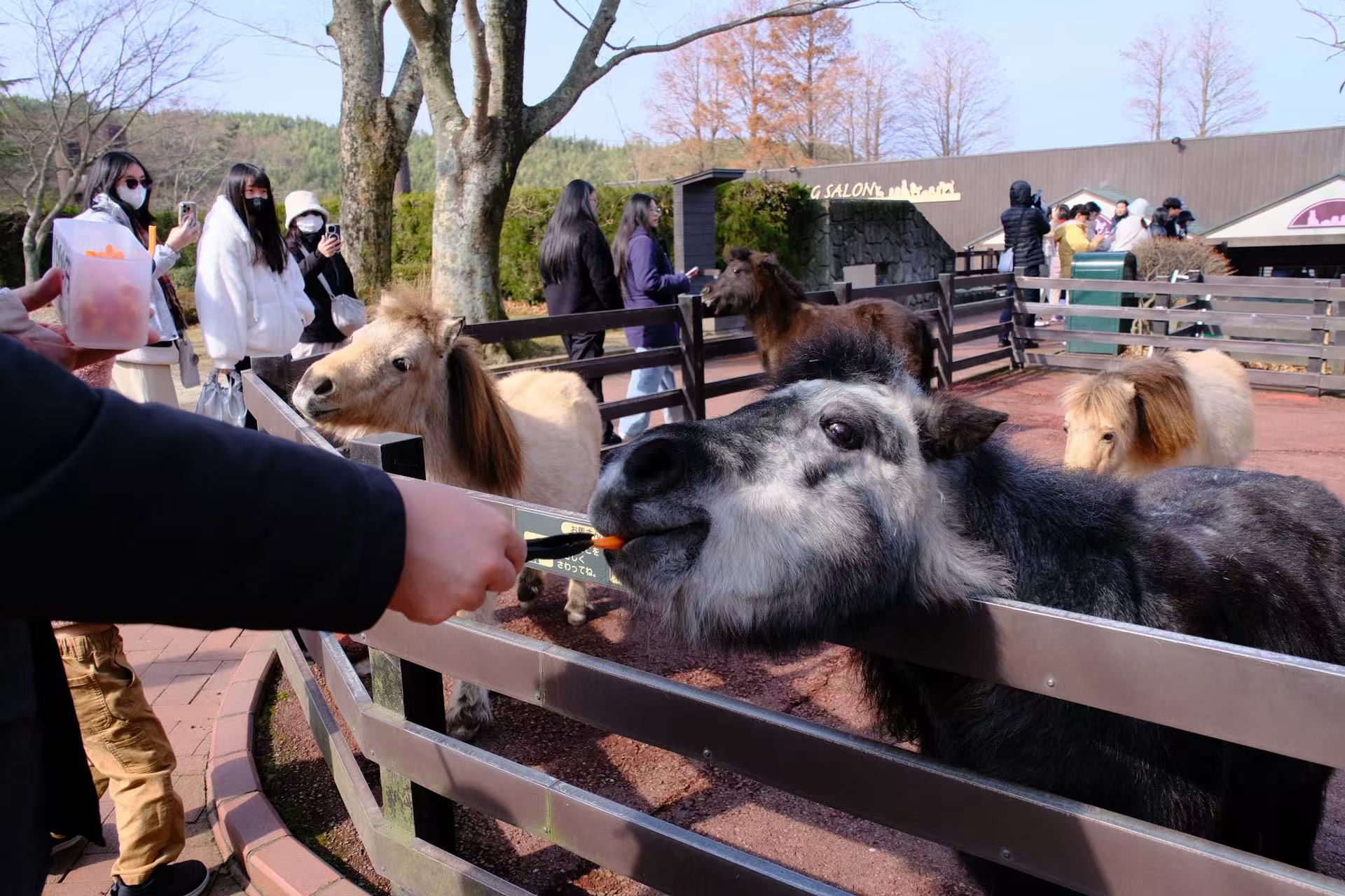 九州自然動物公園&由布院一日私人包車(福岡出發):圖片 6