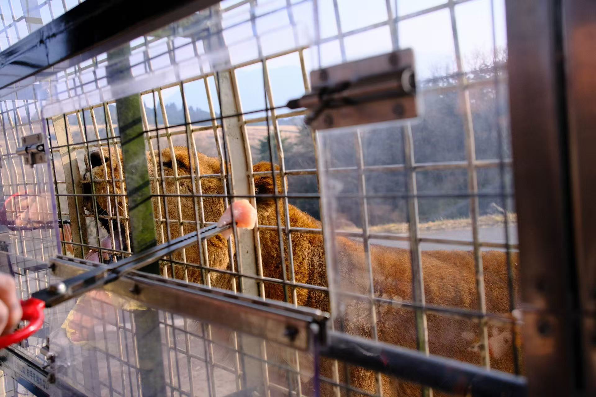 九州自然動物公園&由布院一日私人包車(福岡出發):圖片 8