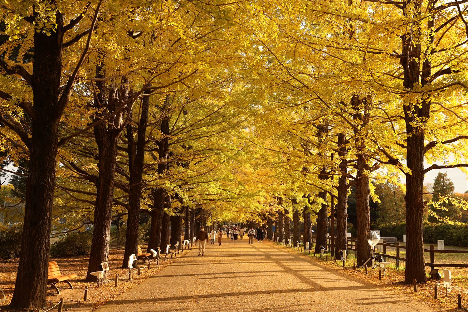 東京出發 高尾山&昭和紀念公園私人一日遊(秋季賞楓):圖片 8