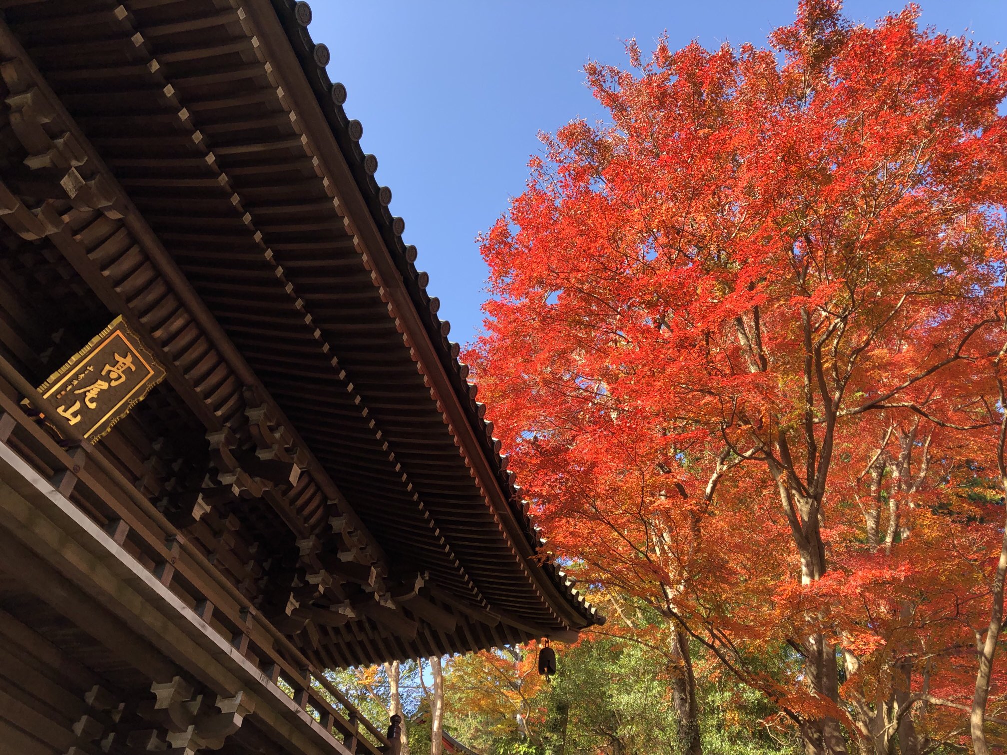 東京出發 高尾山&昭和紀念公園私人一日遊(秋季賞楓):圖片 5