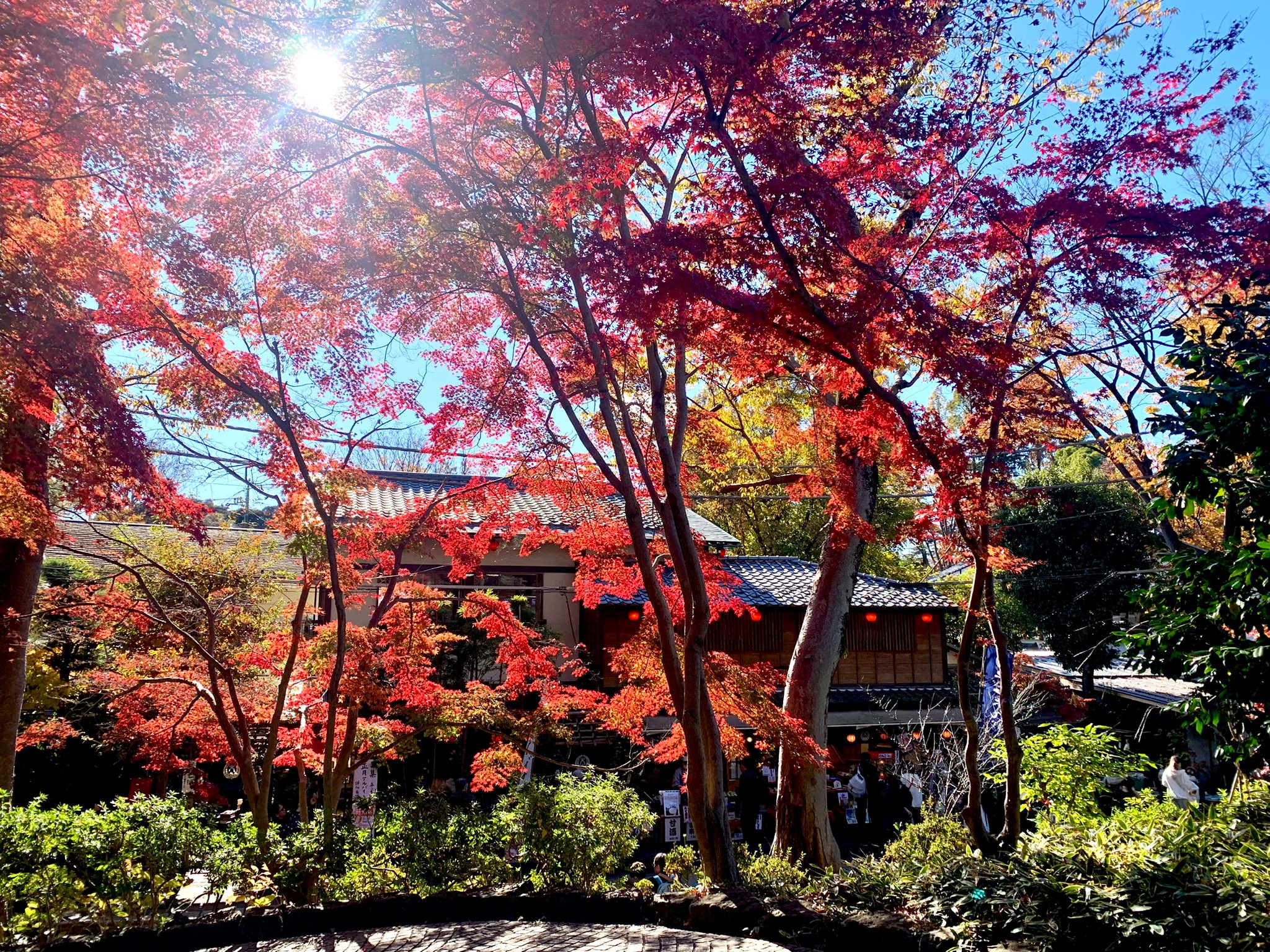東京出發 高尾山&昭和紀念公園私人一日遊(秋季賞楓):圖片 13