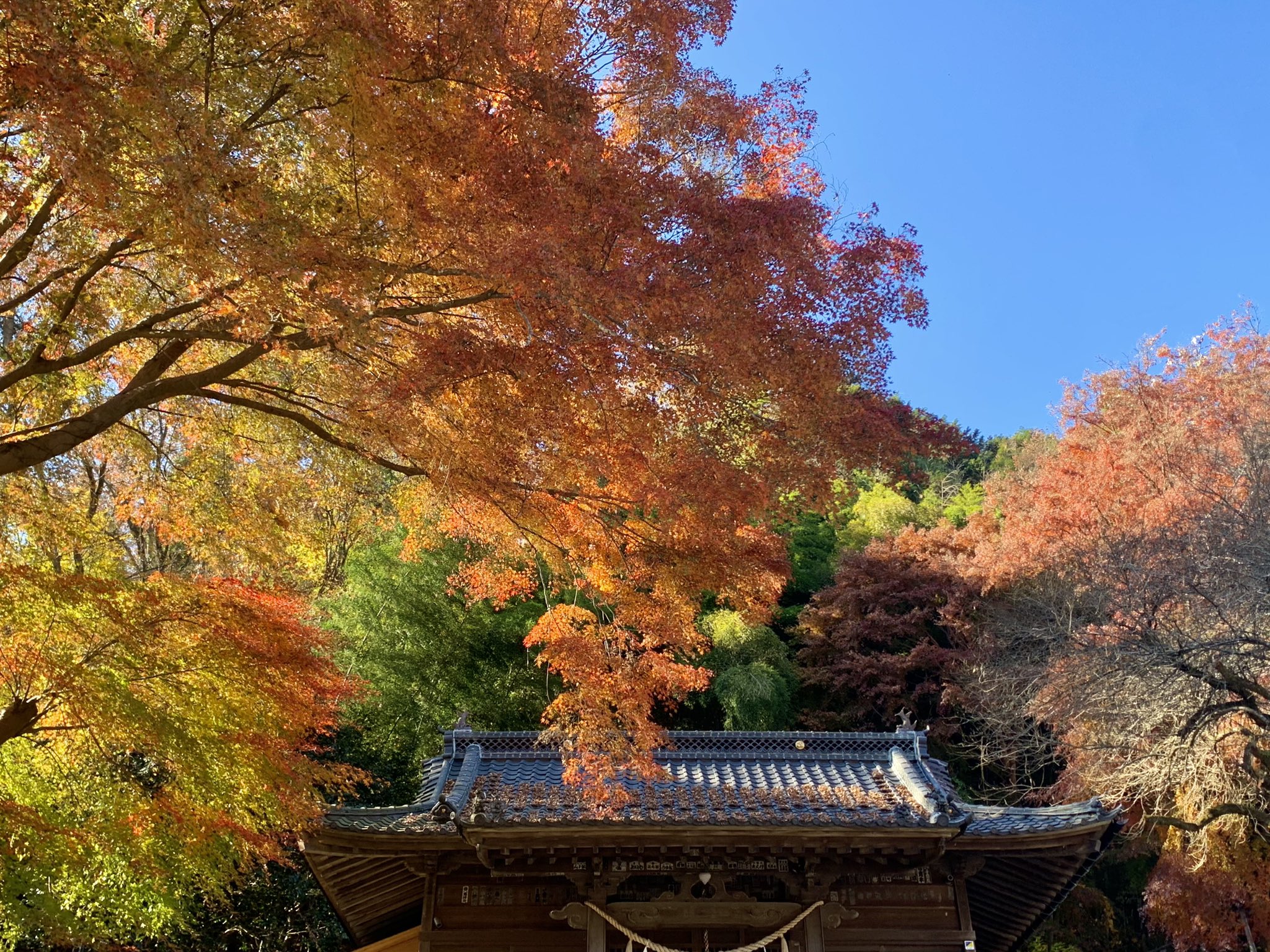 東京出發 高尾山&昭和紀念公園私人一日遊(秋季賞楓):圖片 7