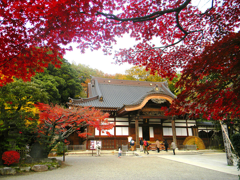 東京出發 高尾山&昭和紀念公園私人一日遊(秋季賞楓):圖片 14