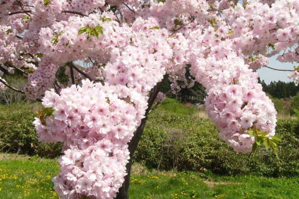 197e5243852d976951fd2930344d6ef1