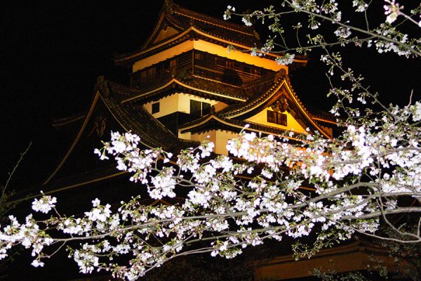 402_matuejyosakura-003