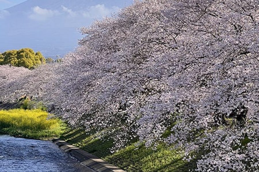 o0482070015262588049